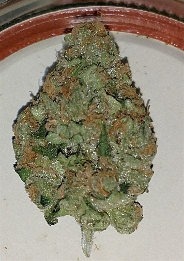 Cookies Kush Marijuana strain Oregon