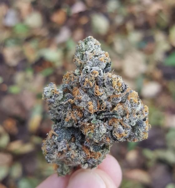 Gary Payton Kush where to buy in Oregon