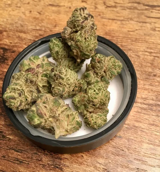 Marijuana sunshine lime in oregon