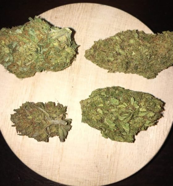 Where To Purchase AK 47 Strain Online In Oregon