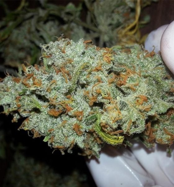 Where To Buy Lemon Haze Strain Online In Oregon