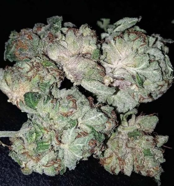 Where To Get White Widow Strain Online In Oregon