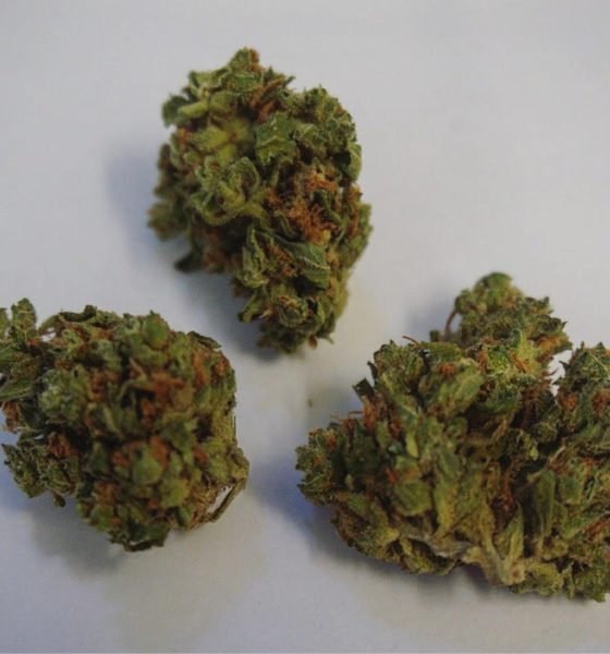 Where To Purchase Amnesia Haze Strain For Sale Oregon