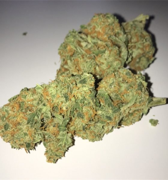 Buy Critical Kush Online In Oregon