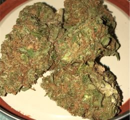 Where To Buy Blue Cheese Kush Strain Online In Oregon