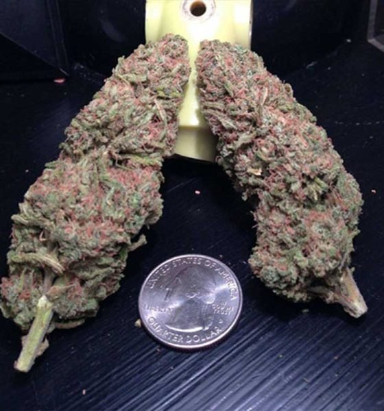 Where To Buy Blue Diesel Strain Online In Oregon