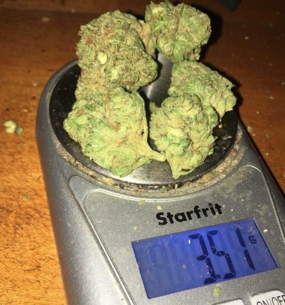 Where To Purchase Afghan Kush Strain Online In Oregon