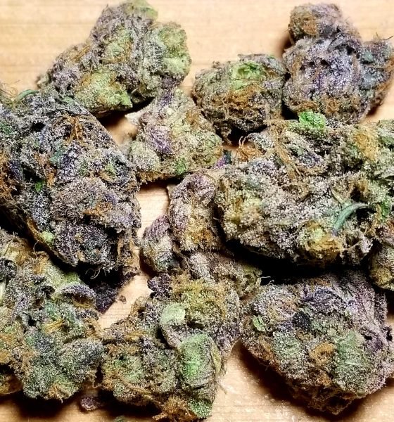 Grand Daddy Purple In Oregon