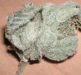 Where To Get White Widow Strain Online In Oregon