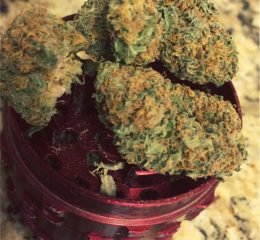 Buy Raspberry Cough Marijuana Strain OR